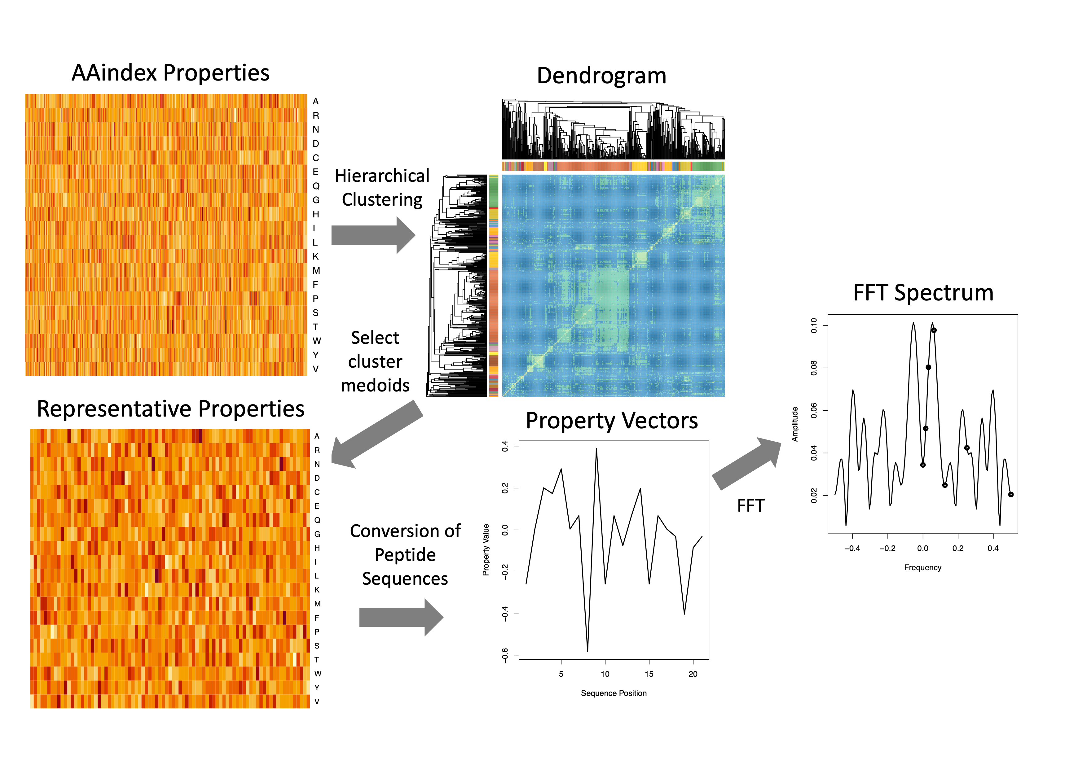 FFT Protein